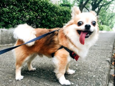 マグの変顔