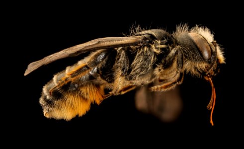 Hoplitis spoliata, f, right, Kent County MD 2019-03-22-00.28.56 ZS PMax UDR