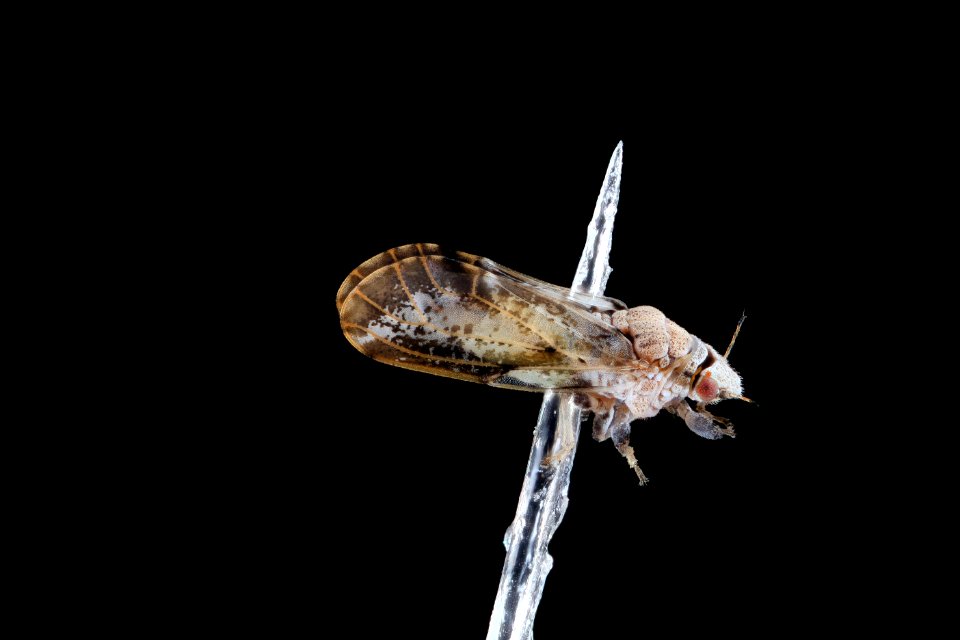 Citrus psyllid, u, , side, recently emerged, ft detrick 2014-05-01-09.08.52 ZS PMax