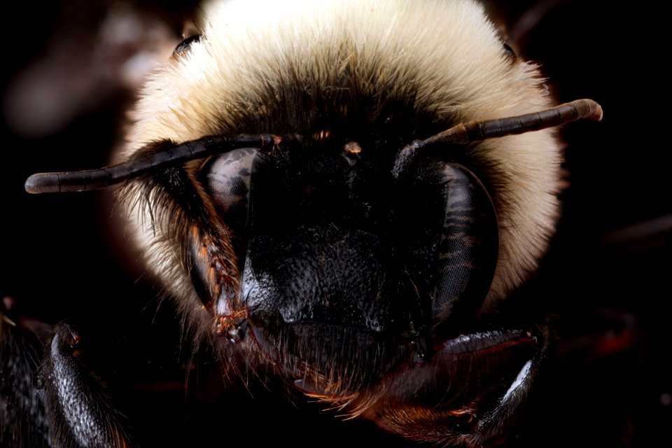 Anthophora-abrupta,-female,-face 2012-07-09-16.45.15-ZS-PMax