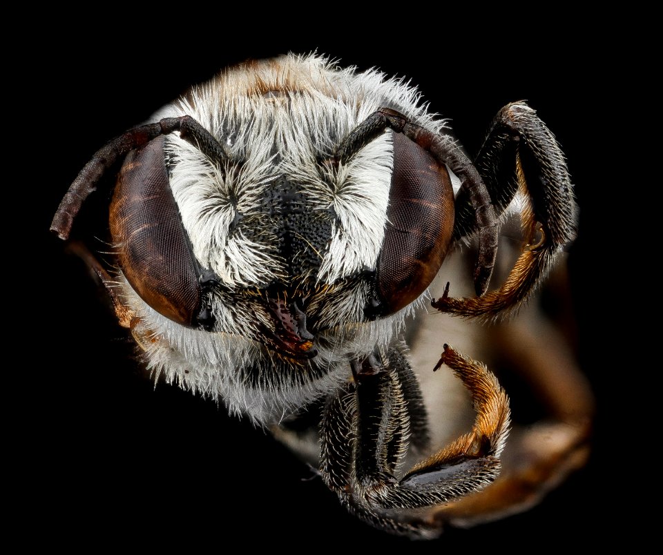 Megachile concinna, F, face, Dominican Republic 2012-10-16-16.07.05 ZS PMax