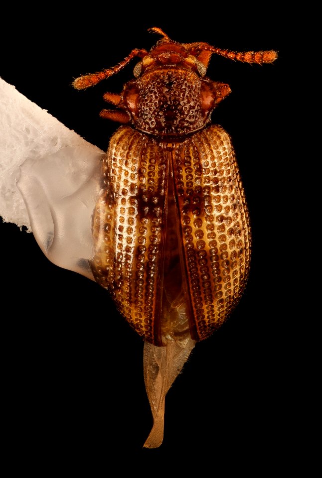 Derodontus maculatus, u, dorsal shot, great fall Fairfax Co., VA 2018-07-13-17.34