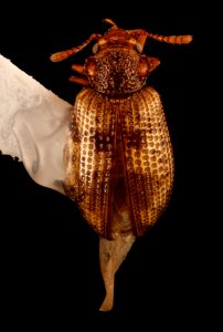 Derodontus maculatus, u, dorsal shot, great fall Fairfax Co., VA 2018-07-13-17.34
