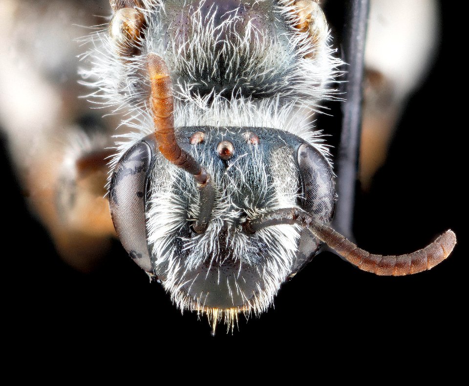 Andrena illinoensis, female, face 2012-08-08-16