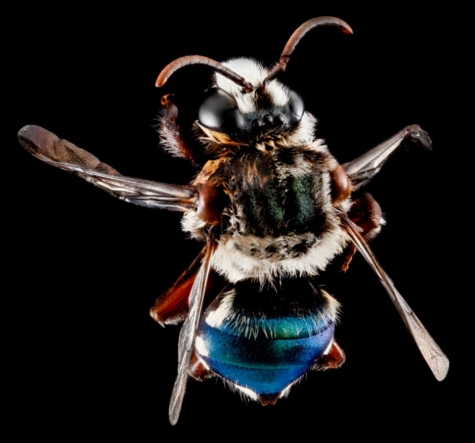 Mesoplia azurea, male, back 2012-06-18-17.07.55 ZS PMax