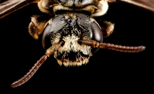 Paranomada velutina, m, arizona, face 2014-08-08-14.19.04 ZS PMax