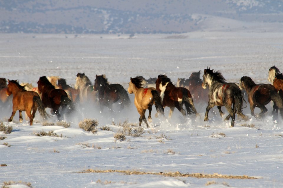 Swasey Wild Horse Gather Day 5: 2/16/13