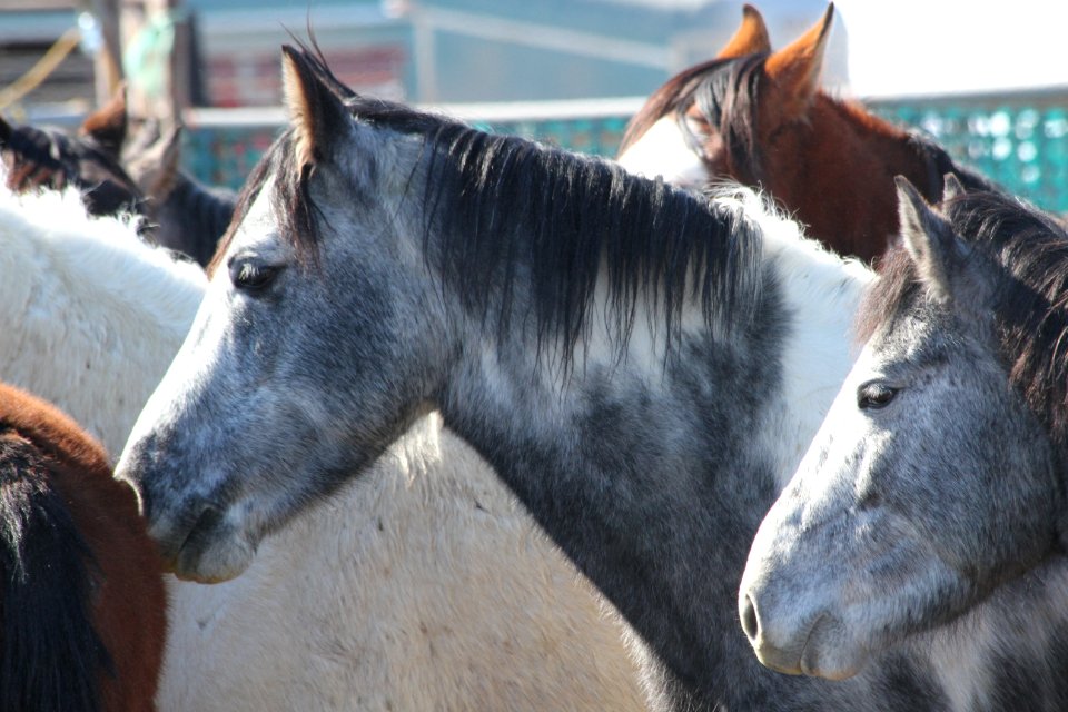 Swasey Wild Horse Gather Day 2: 2/13/13