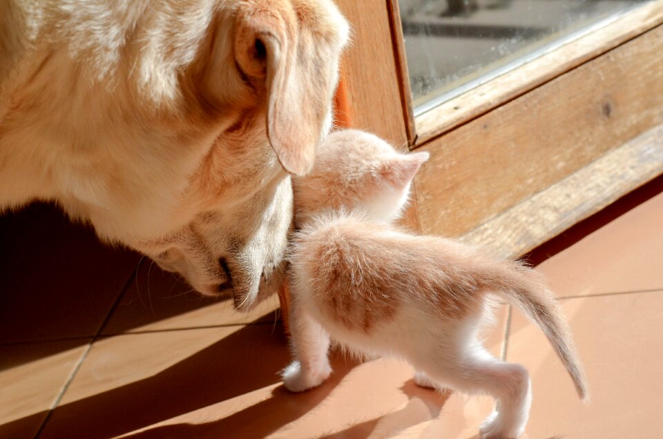 Friendship puppy meeting