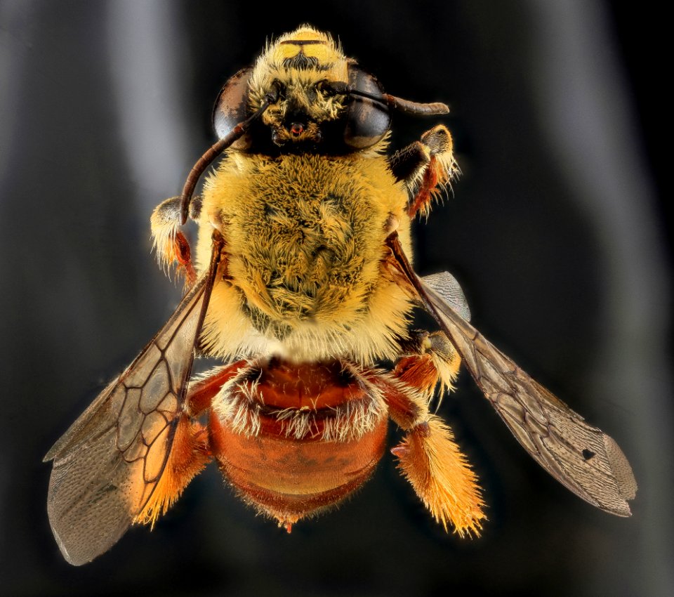 Centris lanipes, U, Back, Puerto Rico 2013-06-27-15.43.44 ZS PMax-Recovered