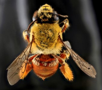 Centris lanipes, U, Back, Puerto Rico 2013-06-27-15.43.44 ZS PMax-Recovered photo