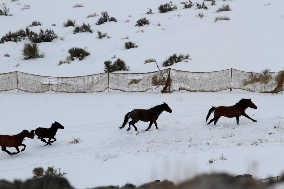 Swasey Wild Horse Gather Day 3: 2/14/13