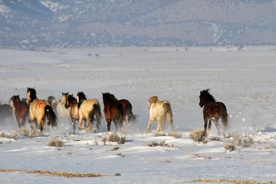 Swasey Wild Horse Gather Day 5: 2/16/13