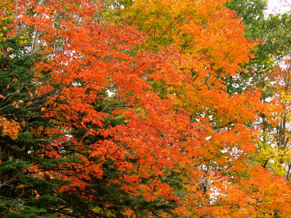 170927-FS-Superior-SAR-maple and evergreen