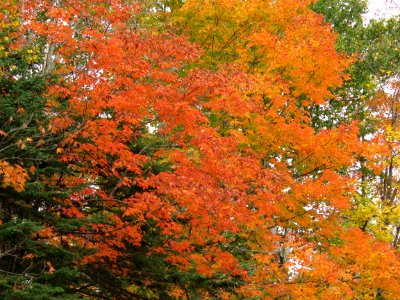 170927-FS-Superior-SAR-maple and evergreen