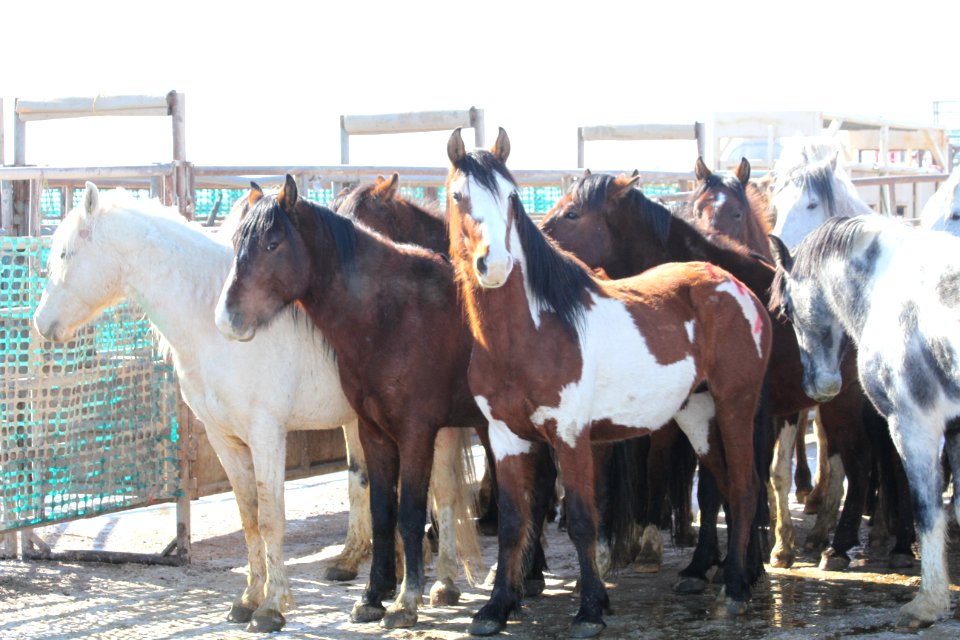 Swasey Wild Horse Gather Day 2: 2/13/13