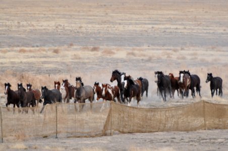 Cedar Mtn Wild Horse Gather 02/21/12