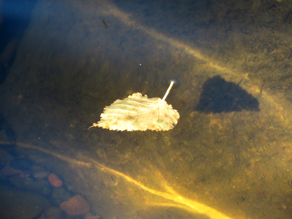 Floating leaf