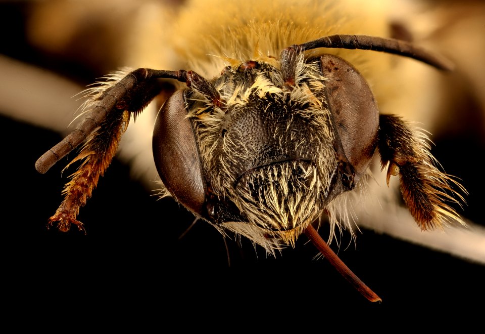 Anthophora occidentalis, f, face, Pennington Co., SD 2018-08-10-14.01.51 ZS PMax UDR