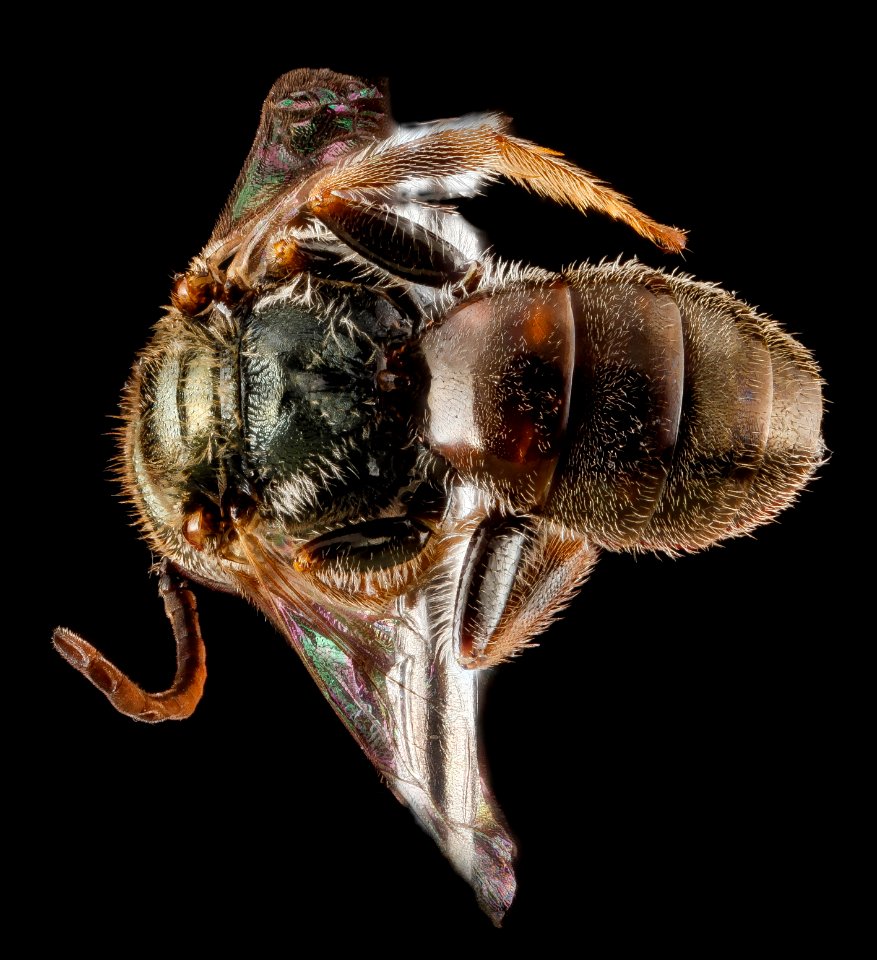 Lasioglossum nr longifrons, male, back 1 2012-06-26-15.33.00 ZS PMax