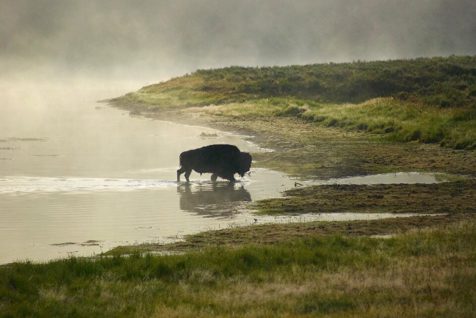 Walking yellowstone animal