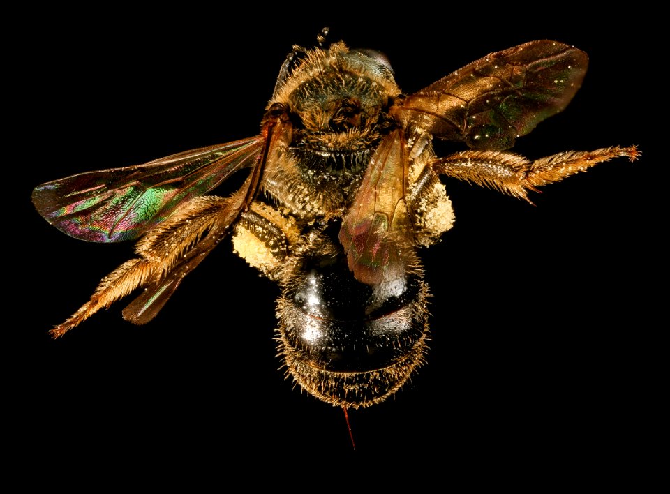 Lasioglossum cressonii, f, back, Maine, Du Clos 2015-12-01-13.50