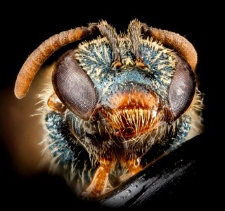 Lasioglossum tarponense, F, face, Nacogodoches County, Texas 2012-10-17-11.05.33 ZS PMax photo