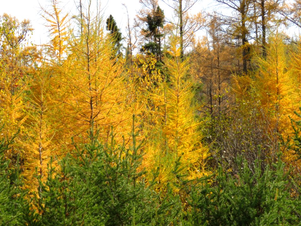 171017-FS-Superior-SAR-smalltamaracks