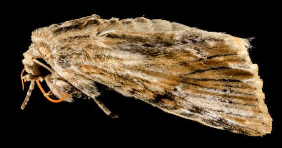 Southern armyworm, moth,side 2014-06-06-15.11.57 ZS PMax photo
