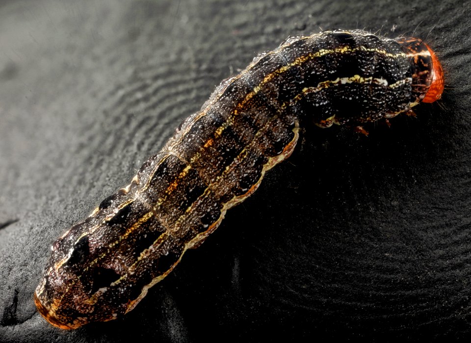 Southern armyworm, back 2014-06-04-18.42.49 ZS PMax