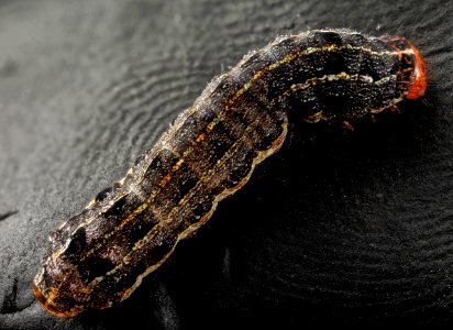 Southern armyworm, back 2014-06-04-18.42.49 ZS PMax photo