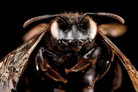 Andrena nigerrima, F, face, South Dakota, Pennington County 2012-12-13-14.23.53 ZS PMax photo