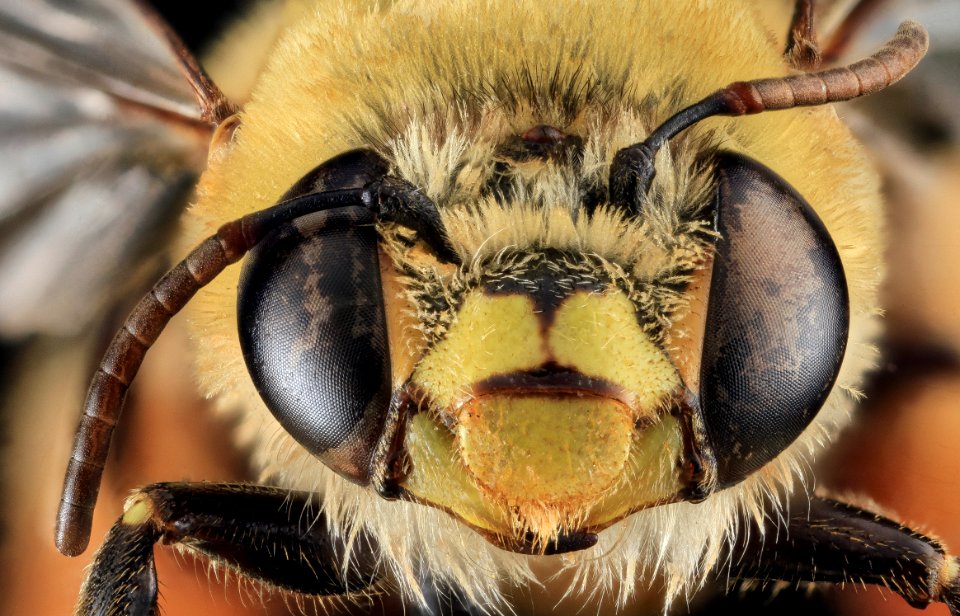 Centris lanipes, U, Face, Puerto Rico 2013-06-27-15.55.31 ZS PMax-Recovered