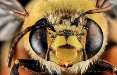 Centris lanipes, U, Face, Puerto Rico 2013-06-27-15.55.31 ZS PMax-Recovered photo