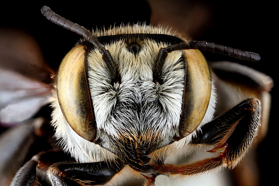 Megachile-townsendiana,-female,-face 2012-07-30-17.42.36-ZS-PMax photo