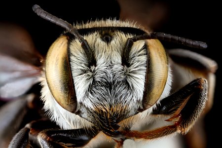 Megachile-townsendiana,-female,-face 2012-07-30-17.42.36-ZS-PMax