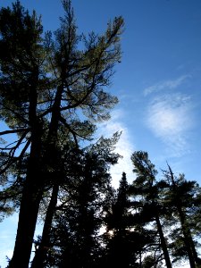 171025-FS-Superior-SAR-pinebigoutlined