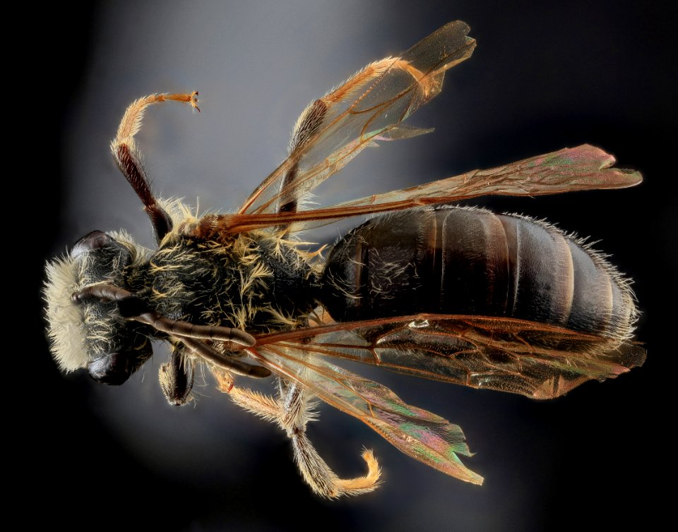Andrena confederata, M, Back, Calvert Co 2013-08-01-14.50.50 ZS PMax