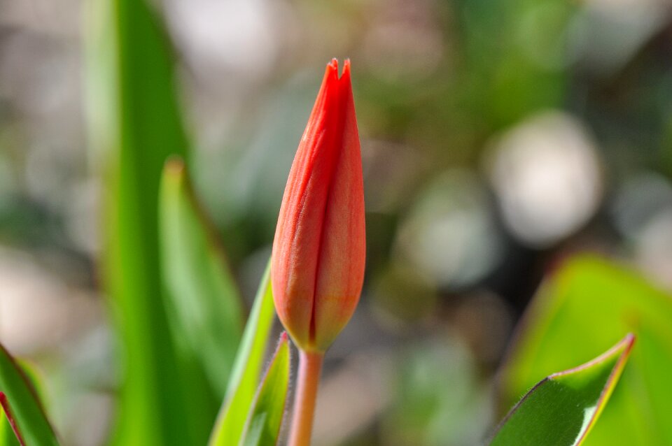 Closed plant closed flower