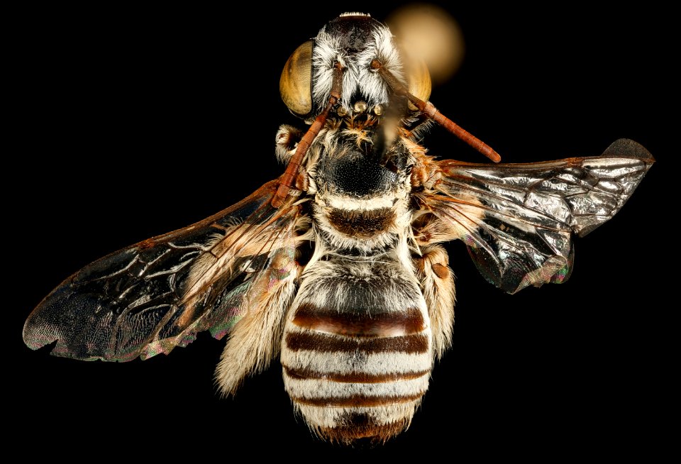 Svastra duplocineta,f,back,Pima Co, AZ 2016-10-20-17.29