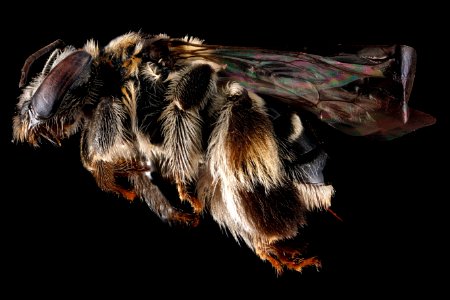 Exomalopsis-pulchella,-left-side 2012-06-20-15.49.45-ZS-PMax