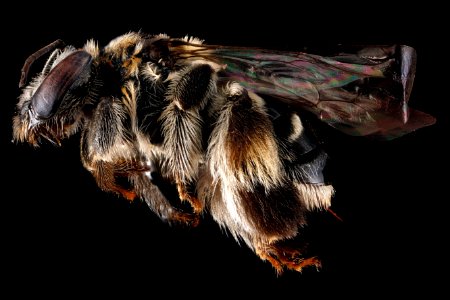 Exomalopsis-pulchella,-left-side 2012-06-20-15.49.45-ZS-PMax photo