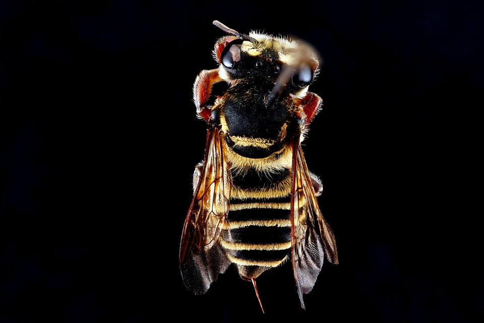 Megachile-poeyi,-female,-back 2012-06-20-15.54.08-ZS-PMax