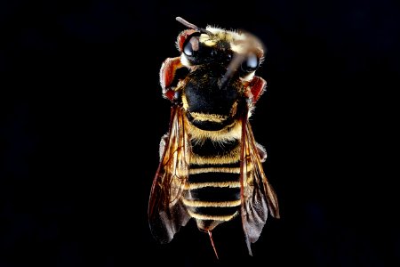 Megachile-poeyi,-female,-back 2012-06-20-15.54.08-ZS-PMax photo