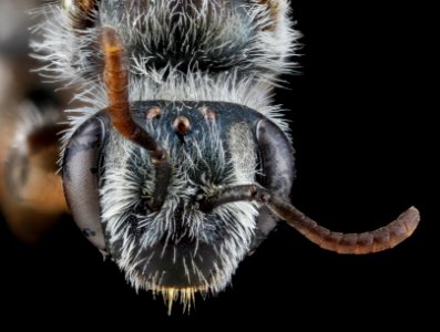 Andrena illinioensis, female, face 2012-08-08-16.02.45 ZS PMax photo