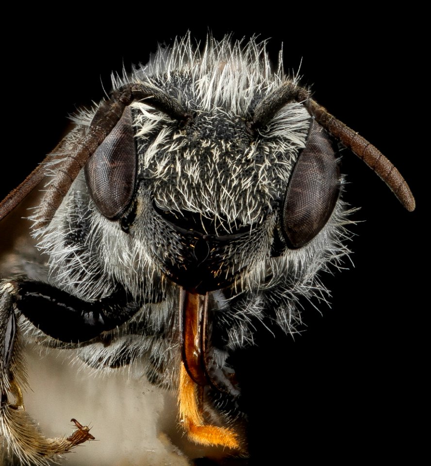 Hoplitis simplex, F, face, Prince George's County, MD 2012-11-08-09.39.22 ZS PMax