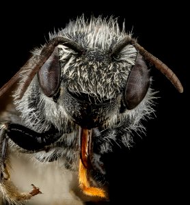 Hoplitis simplex, F, face, Prince George's County, MD 2012-11-08-09.39.22 ZS PMax