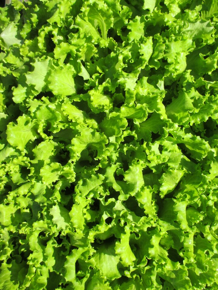Vegetables healthy raw food