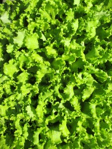 Vegetables healthy raw food