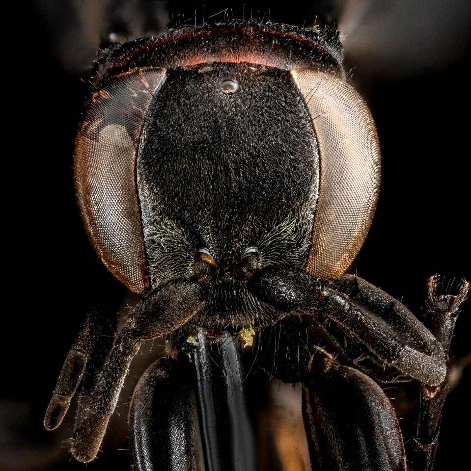 Drepanaporus collaris, F, face, Dominican Republic, La Ve 2013-03-01-15.46.19 ZS PMax